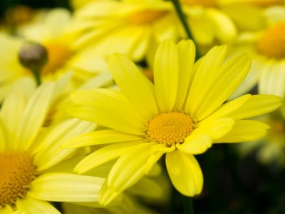 L'huile d'arnica : anti douleur et… bonne pour les cheveux !