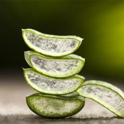 aloe vera dans les cosmétiques : hydratants et régénérants