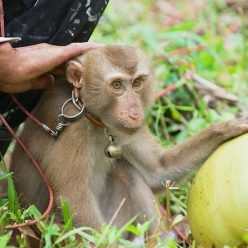 Noix de coco : le scandale des singes cueilleurs
