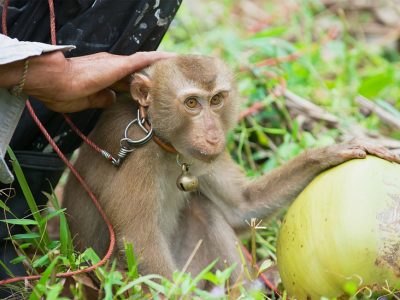 Noix de coco : le scandale des singes cueilleurs