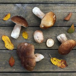 Champignons comestibles : de nombreux bienfaits pour la santé