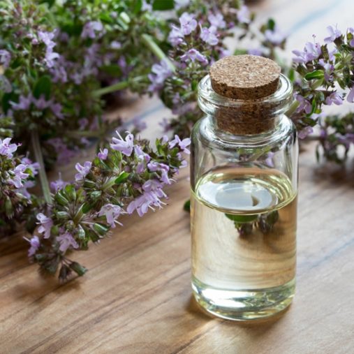 Thym à Linalol : l'huile essentielle anti parasites intestinaux