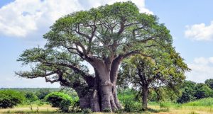 L’huile végétale de baobab : quels sont ses bienfaits ?