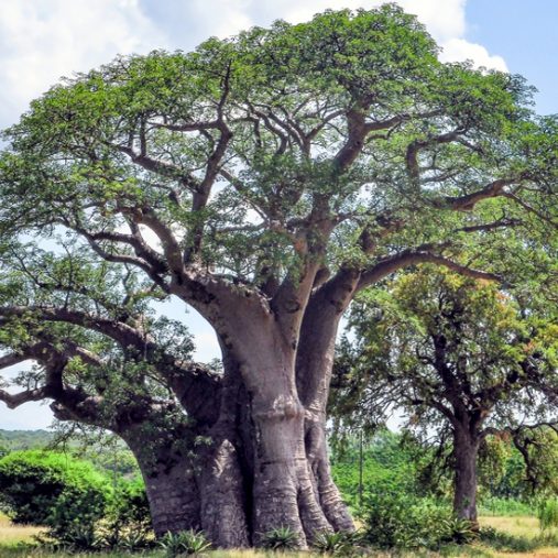 L’huile végétale de baobab : quels sont ses bienfaits ?