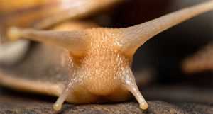 bave d'escargot soin antirides par excellence