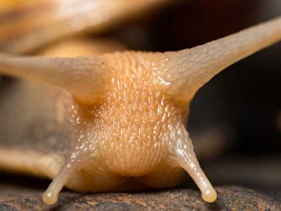 bave d'escargot soin antirides par excellence