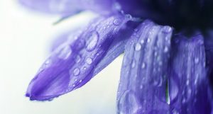 Eau de Bleuet : tous ses bienfaits cosmétiques