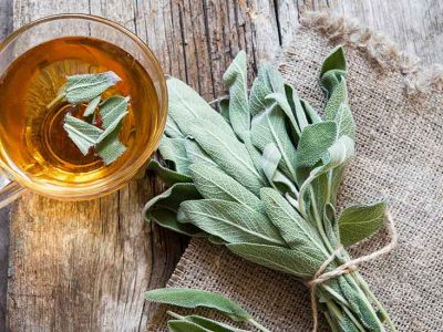 Sauge : bienfaits et utilisations de cette plante médicinale