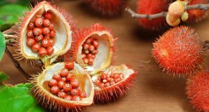 Huile de roucou (urucum) : bienfaits et utilisations cosmétiques