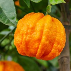 Huile essentielle d'Orange Amère : propriétés et utilisations
