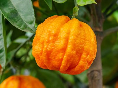 Huile essentielle d'Orange Amère : propriétés et utilisations