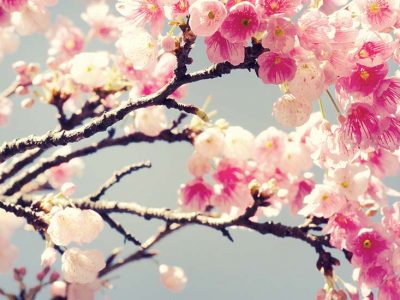 Fleur de cerisier : ses bienfaits pour les soins du corps
