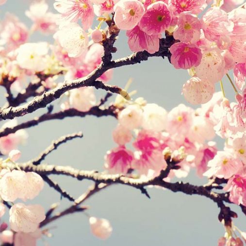 Fleur de cerisier : ses bienfaits pour les soins du corps