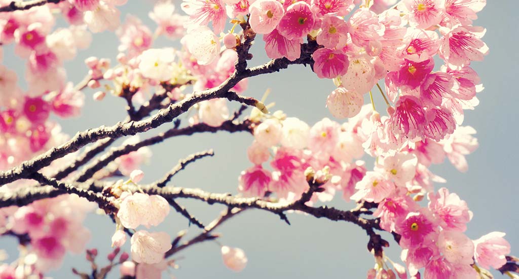Fleur de cerisier : ses bienfaits pour les soins du corps - Beauté ...